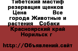 Тибетский мастиф резервация щенков › Цена ­ 100 000 - Все города Животные и растения » Собаки   . Красноярский край,Норильск г.